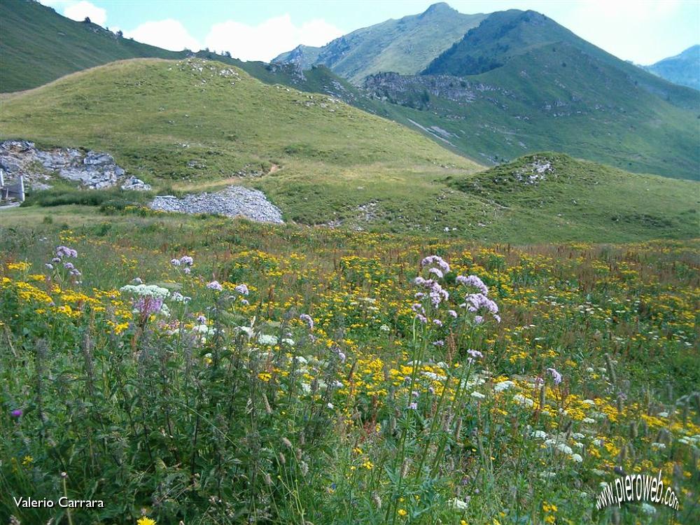 Fiori di tutte le speci nella conca dei Campelli (5).jpg